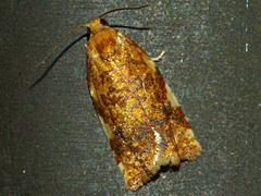 Fruit Tree Leafroller Moth